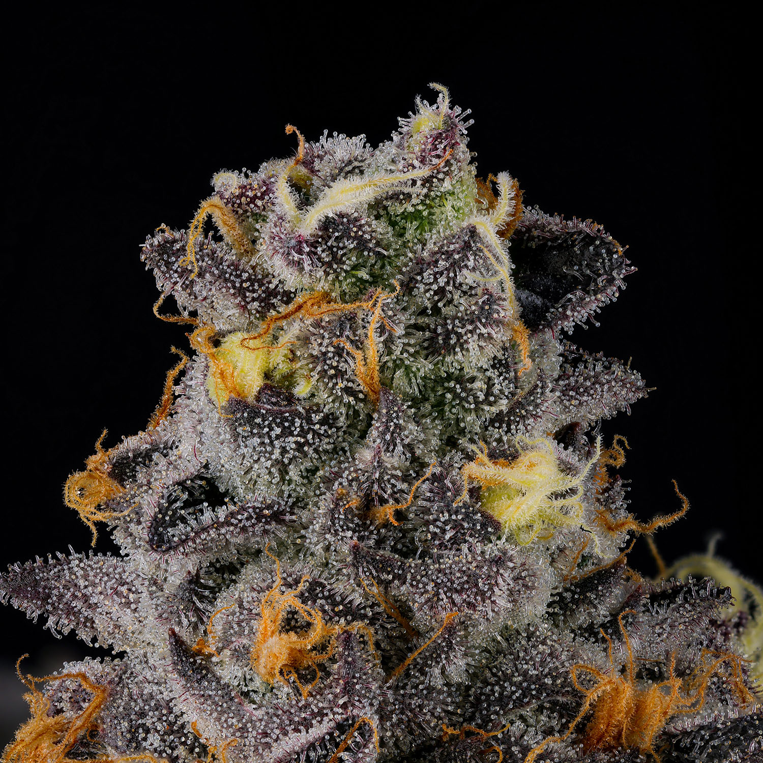 クラッシュ9 #TRIBE WEED 2025年最新】tribe weedの人気アイテム - メルカリ